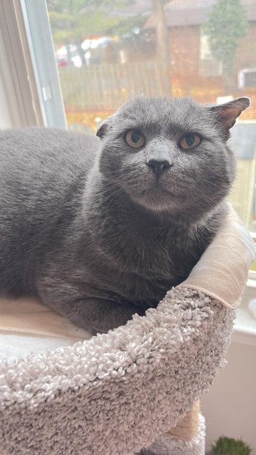Basalt, an adoptable Domestic Short Hair in Reston, VA