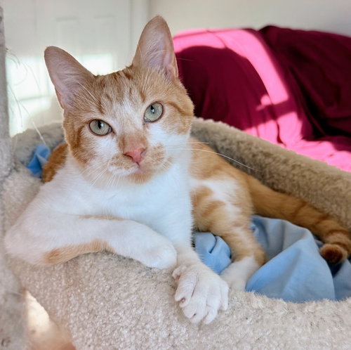 Matthew, an adoptable Domestic Short Hair in Reston, VA