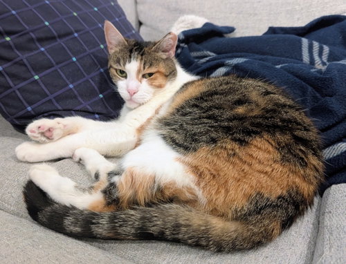 Tigris, an adoptable Domestic Short Hair in Reston, VA