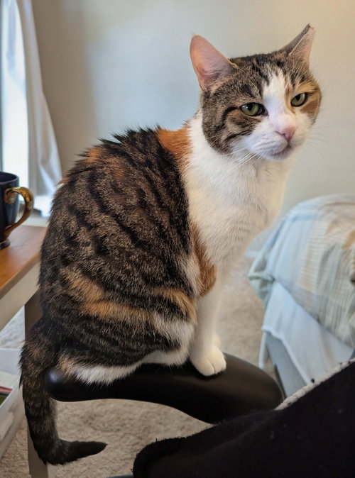 Tigris, an adoptable Domestic Short Hair in Reston, VA
