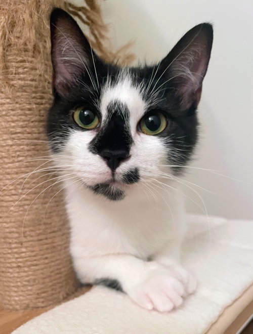 Penn, an adoptable Domestic Short Hair in Reston, VA
