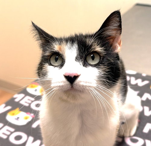 Dylan, an adoptable Domestic Short Hair in Reston, VA