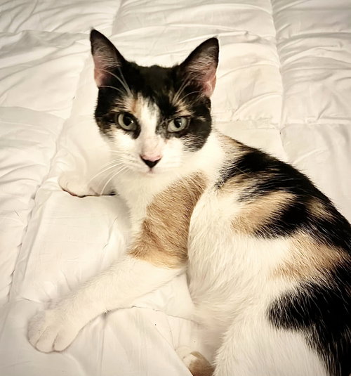 Dylan, Young Domestic Short Hair, cat for adoption in Reston, Virginia
