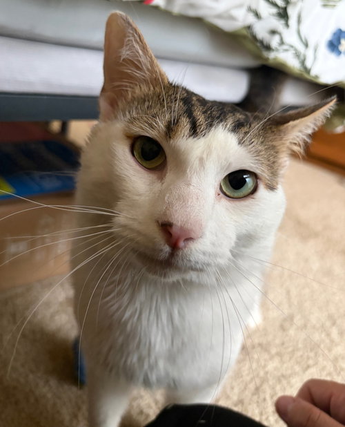 Garbanzo, an adoptable Domestic Short Hair in Reston, VA