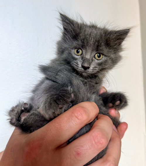 Aphrodite, Baby Domestic Medium Hair, cat for adoption in Bowie, Maryland
