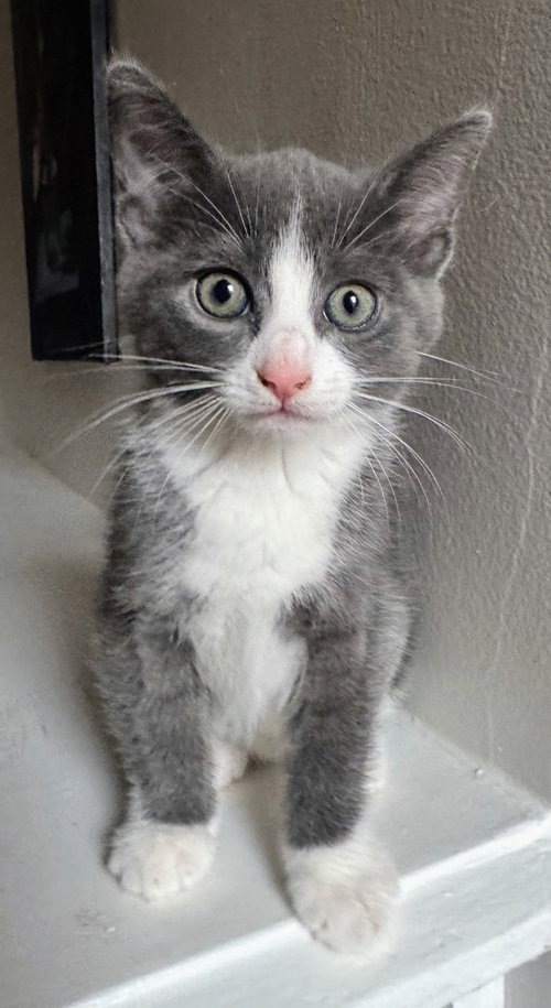 Athena, Baby Domestic Short Hair, cat for adoption in Bowie, Maryland
