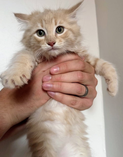 Hermes, Baby Domestic Medium Hair, cat for adoption in Bowie, Maryland