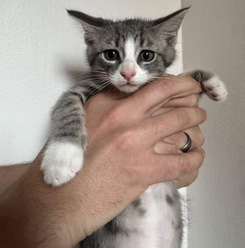 Poseidon, Baby Domestic Short Hair, cat for adoption in Bowie, Maryland