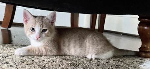 Ares, Baby Domestic Short Hair, cat for adoption in Bowie, Maryland