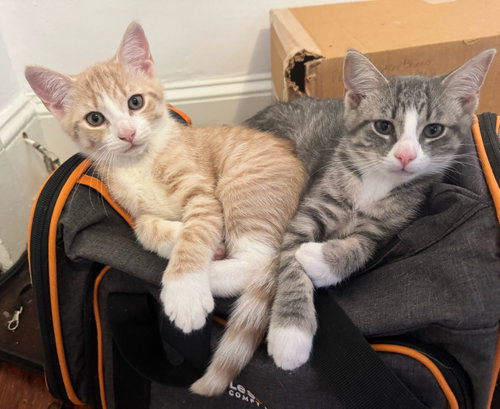 Ares, Baby Domestic Short Hair, cat for adoption in Annapolis, Maryland