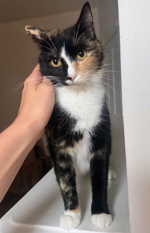 Winnie, Young Domestic Short Hair, cat for adoption in Bowie, Maryland