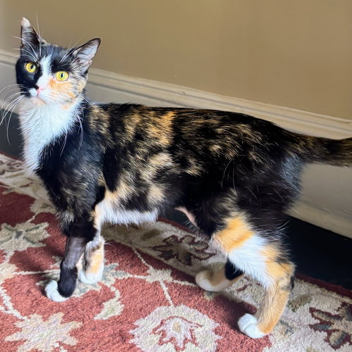 Winnie, an adoptable Domestic Short Hair in Reston, VA