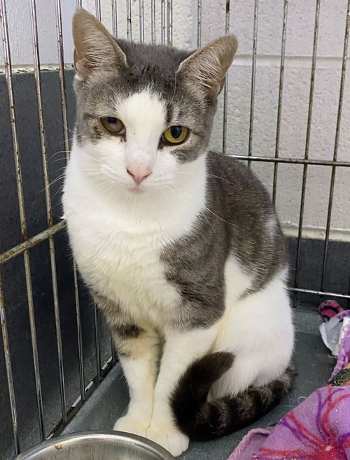 Jackie, Young Domestic Short Hair, cat for adoption in Bowie, Maryland