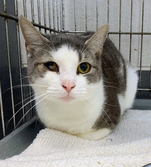 JACKIE - Domestic Short Hair available for adoption