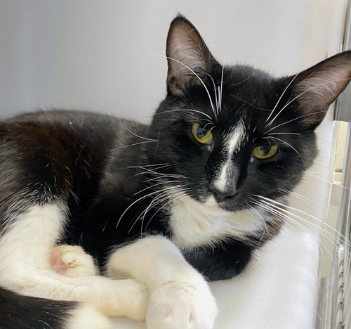 Damon, Young Domestic Short Hair, cat for adoption in Bowie, Maryland