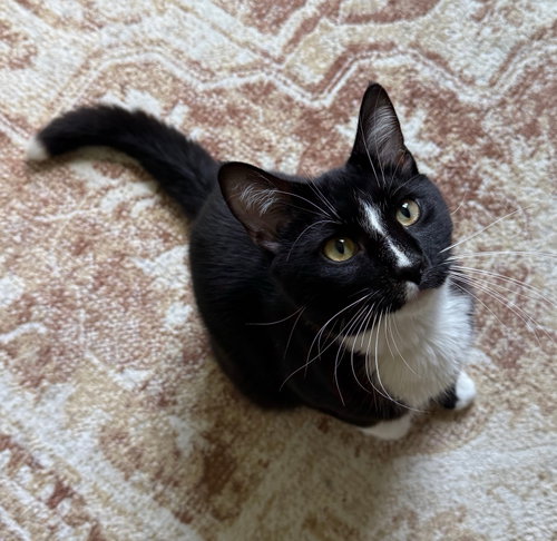 DAMON - Domestic Short Hair available for adoption