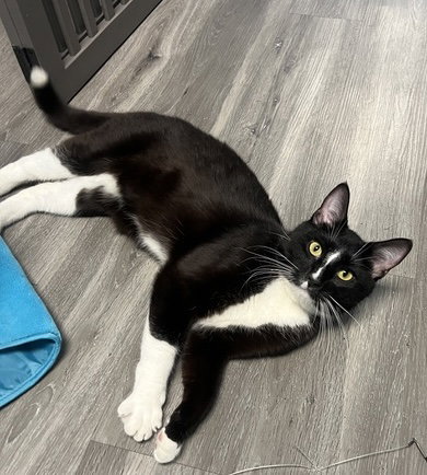 Damon, an adoptable Domestic Short Hair in Reston, VA