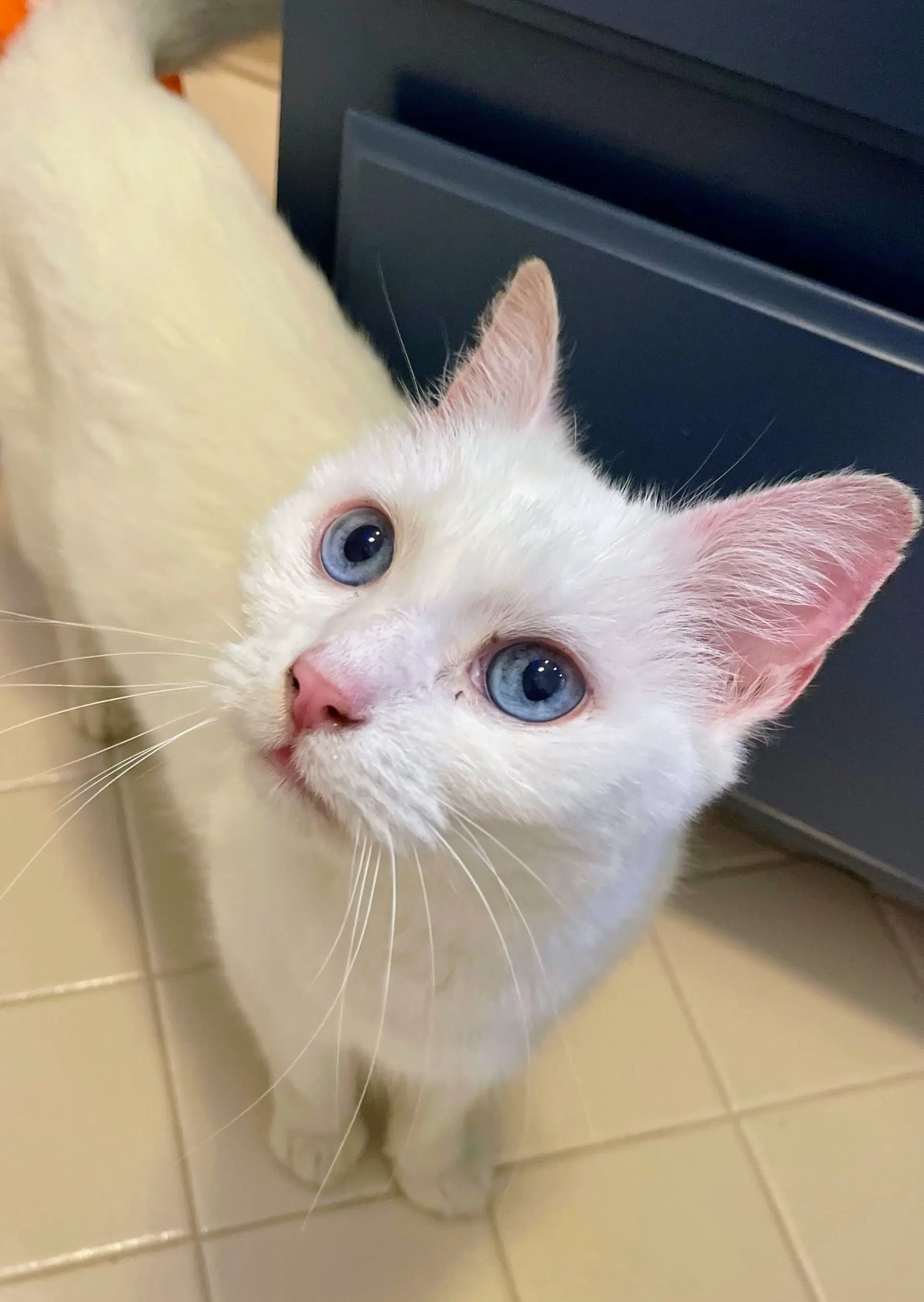 Lilly - Domestic Short Hair
