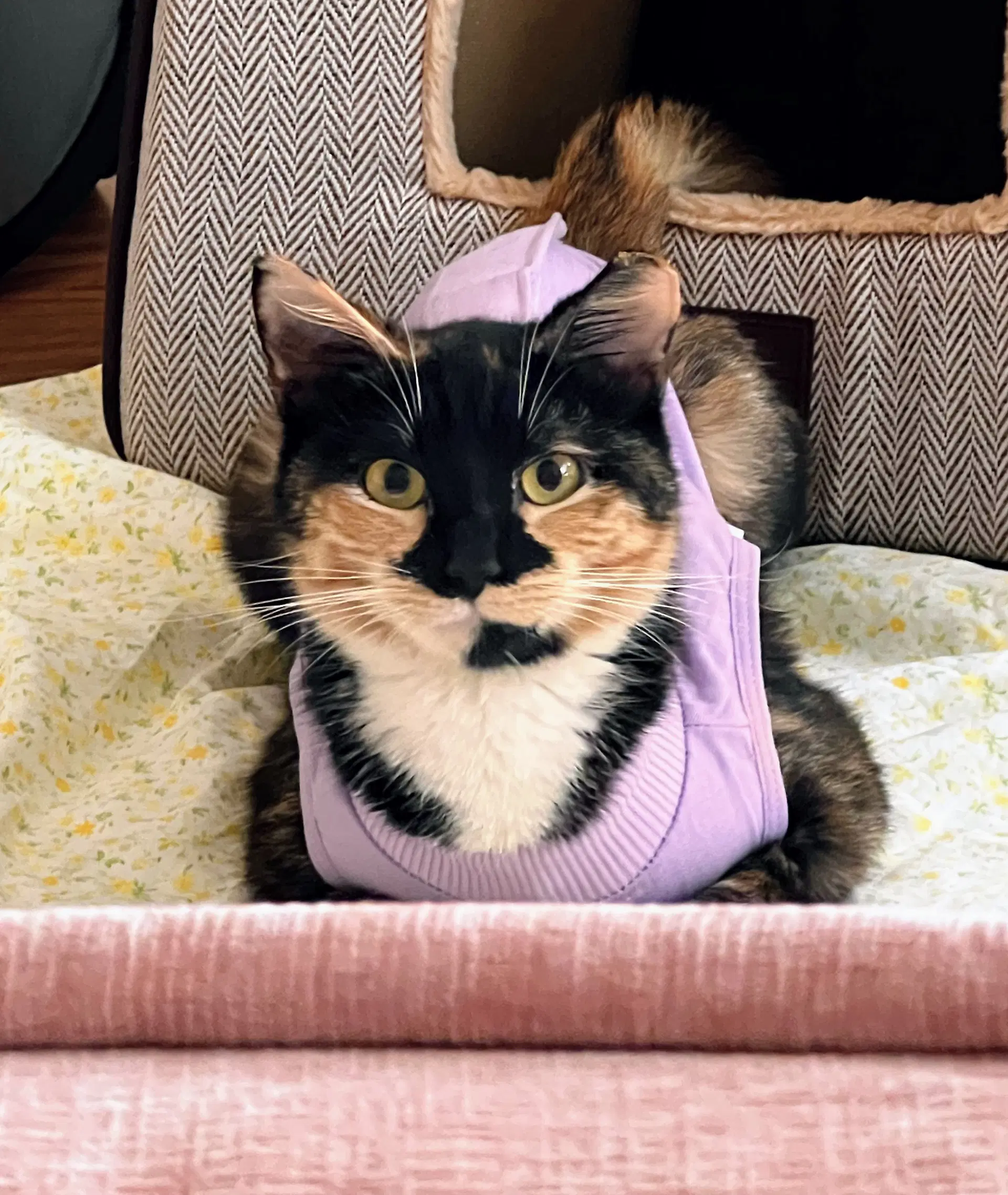 Maeve - Fiv - Domestic Short Hair