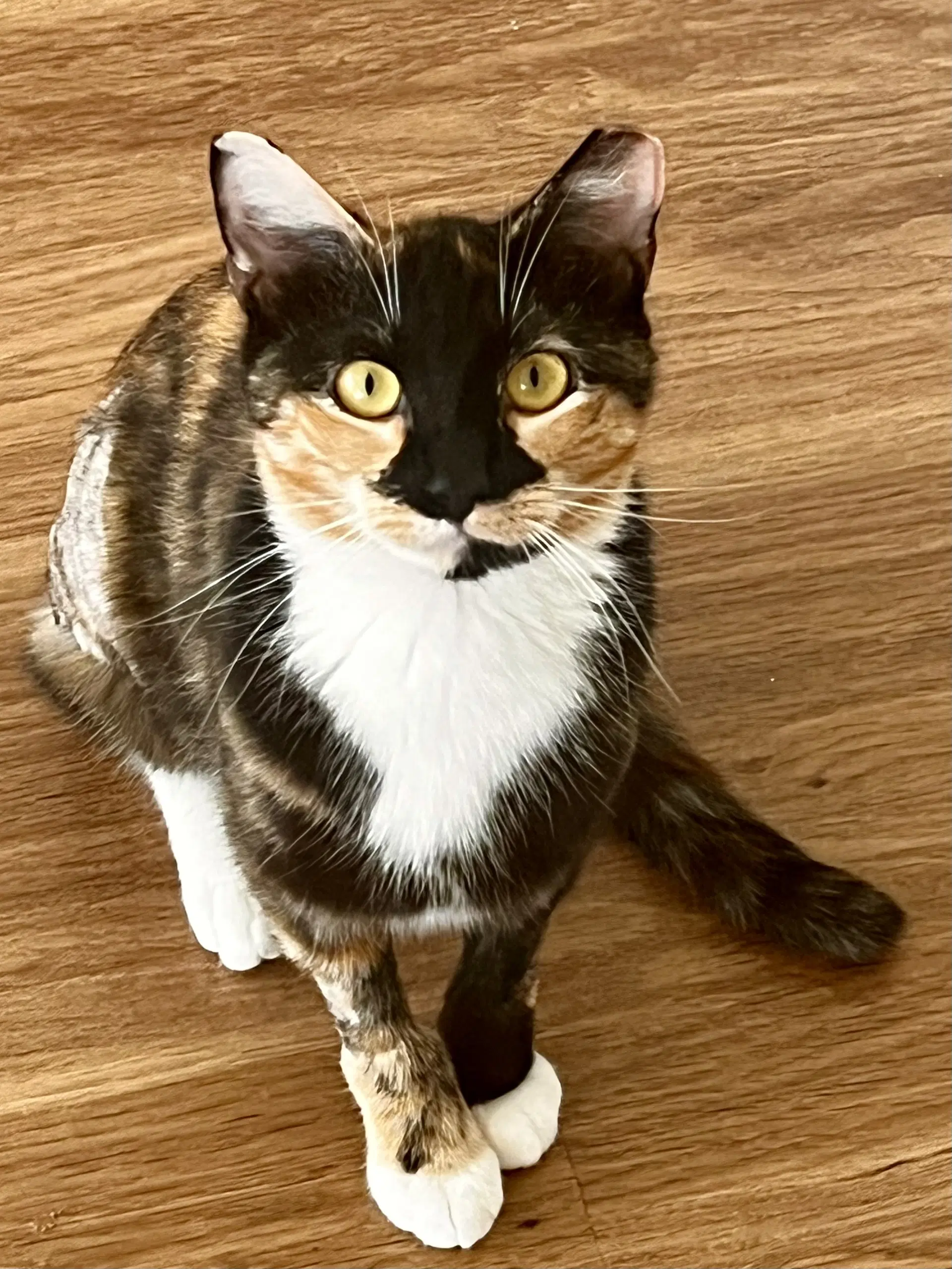Maeve - Fiv image 3