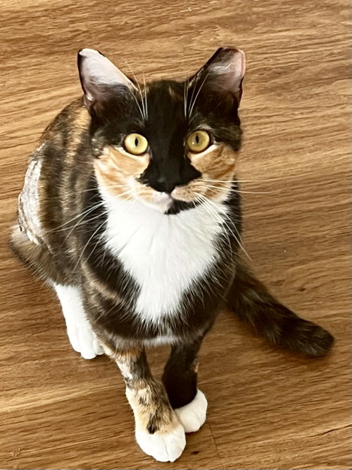 Maeve - FIV+, Young Domestic Short Hair, cat for adoption in Annapolis, Maryland