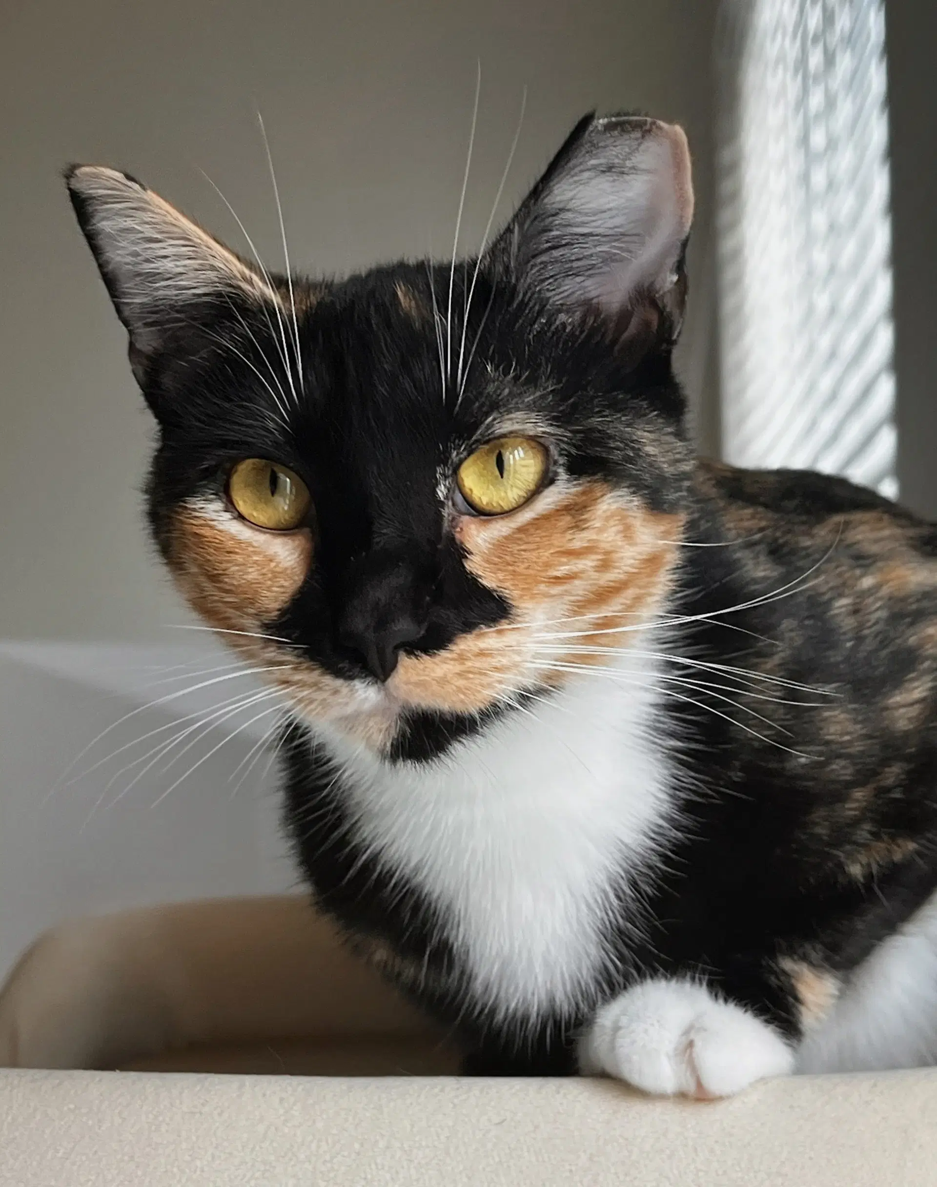Maeve - Fiv image 4