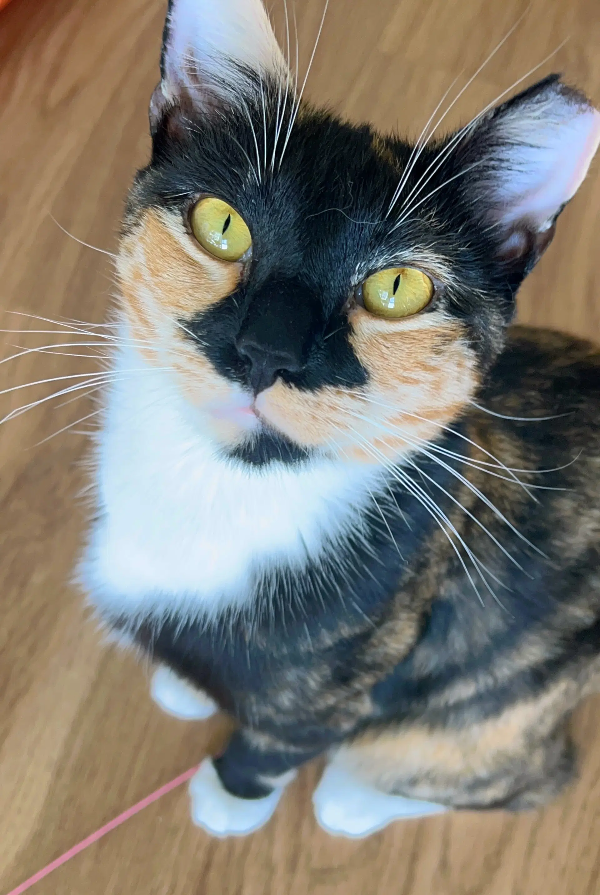 Maeve - Fiv image 1