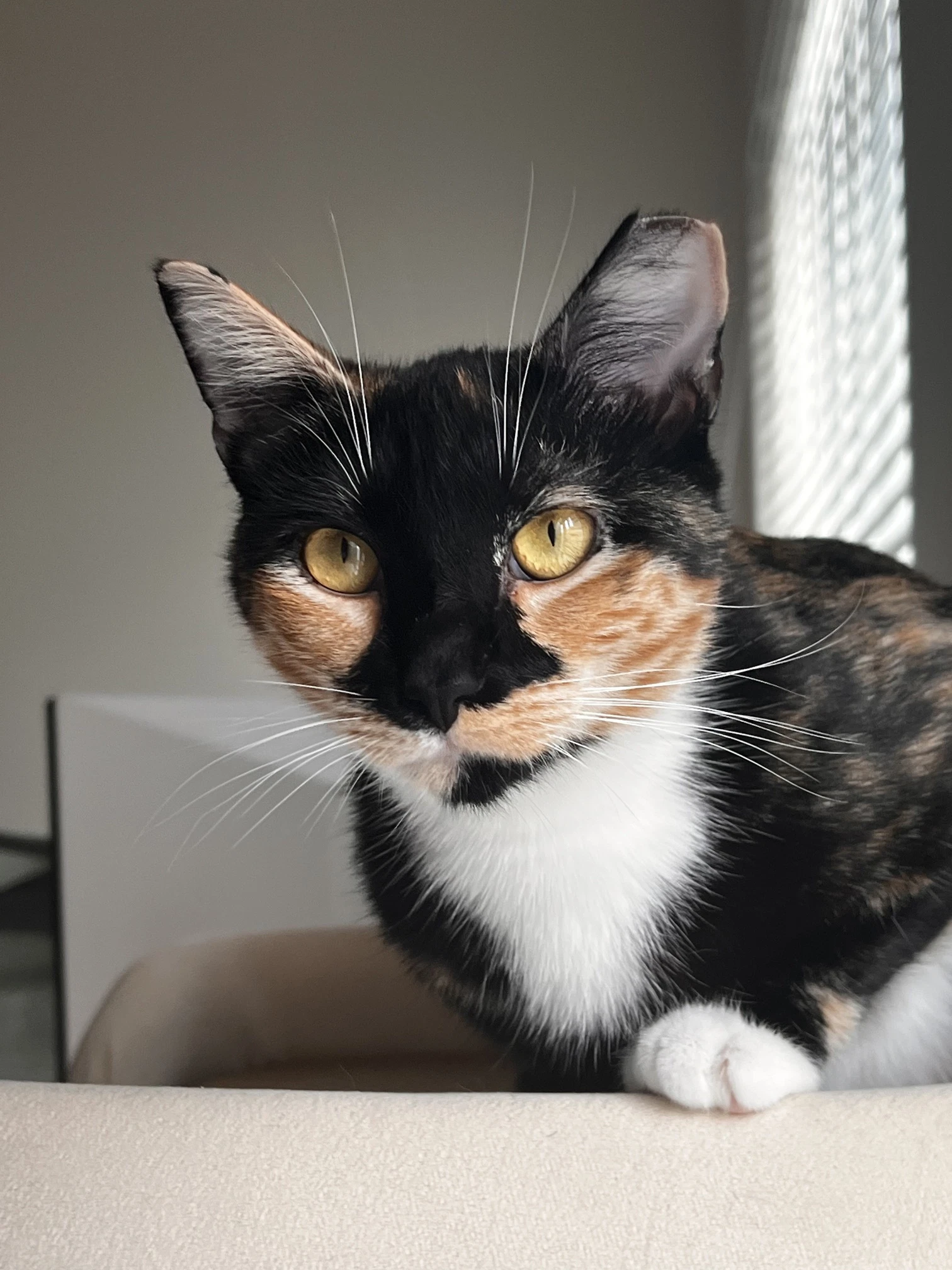 Maeve - Fiv