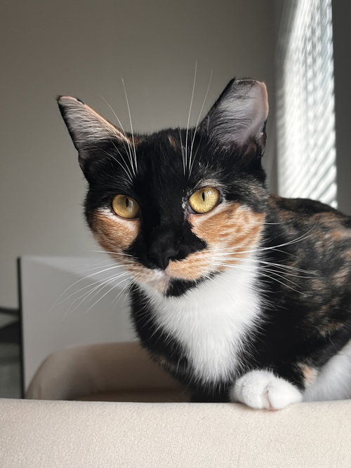 picture of the cat needing adoption