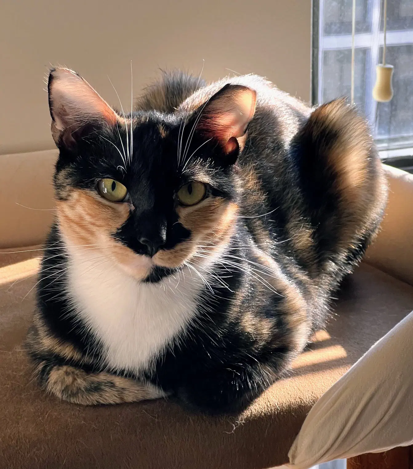 Maeve - Fiv image 2