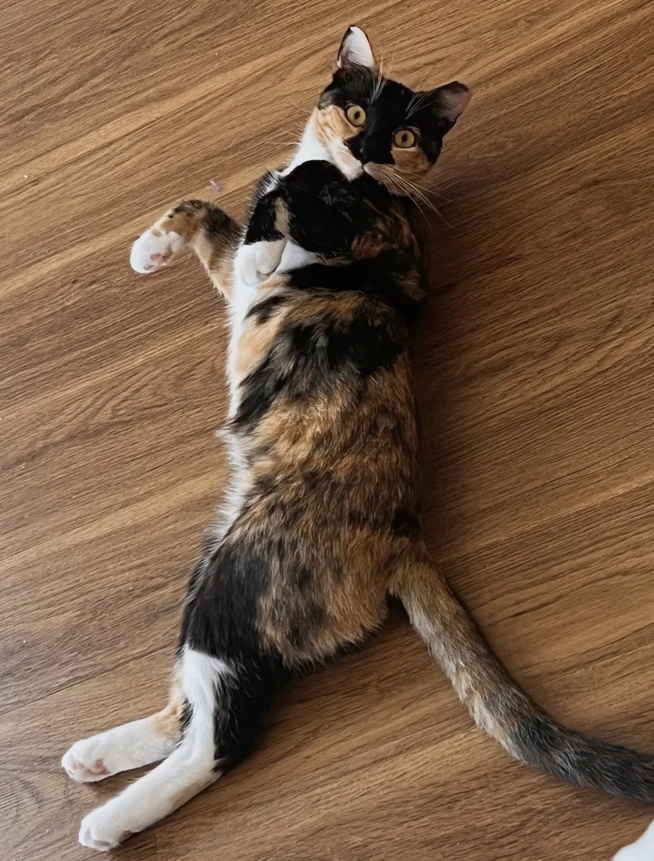 Maeve - Fiv image 3