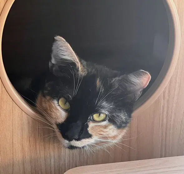 Maeve - Fiv image 4