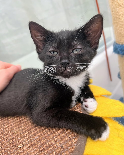 Guppy, Baby Domestic Short Hair, cat for adoption in Annapolis, Maryland