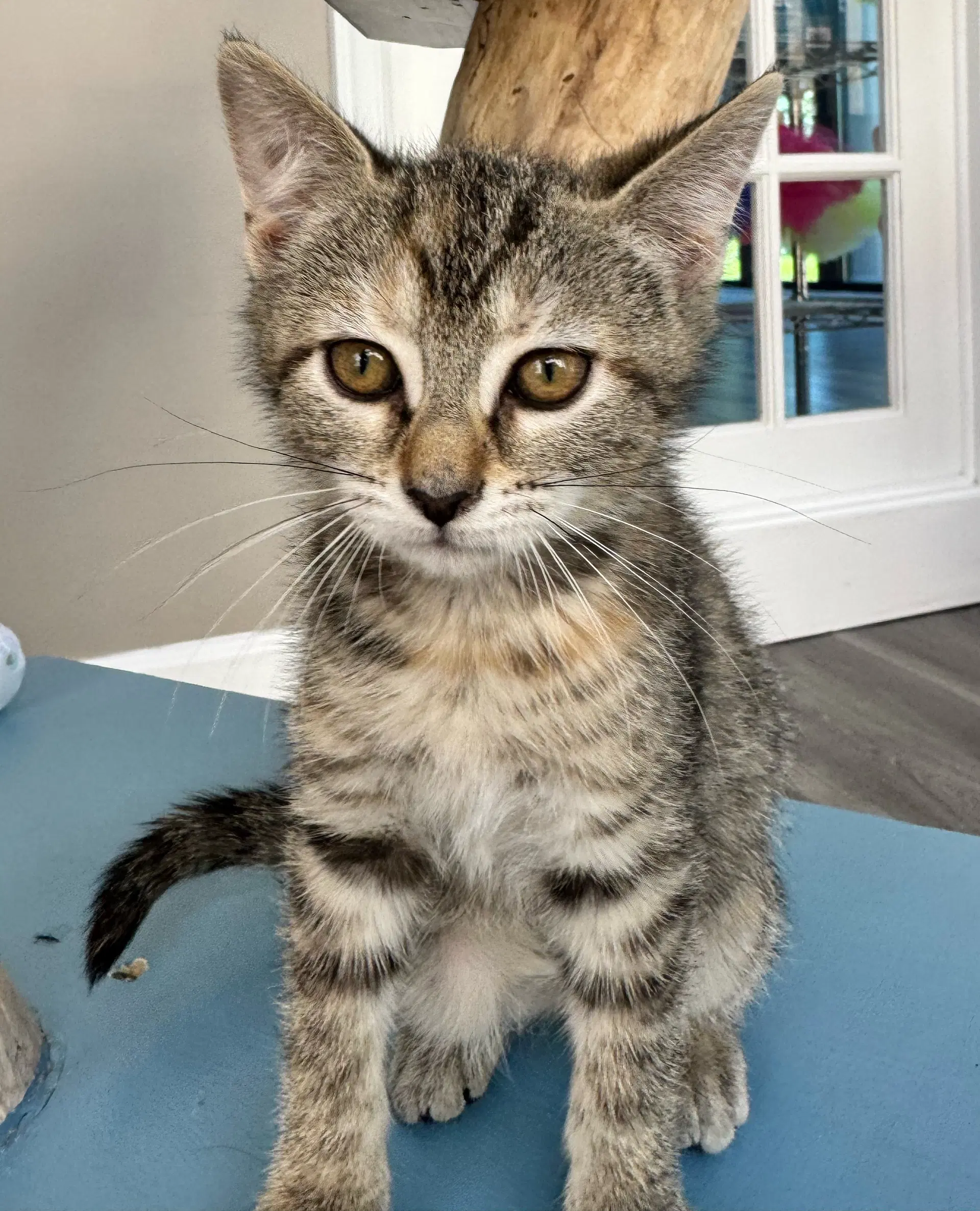 Nemo - Domestic Short Hair
