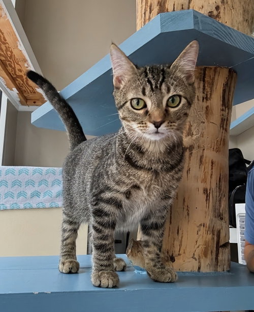 picture of the cat needing adoption