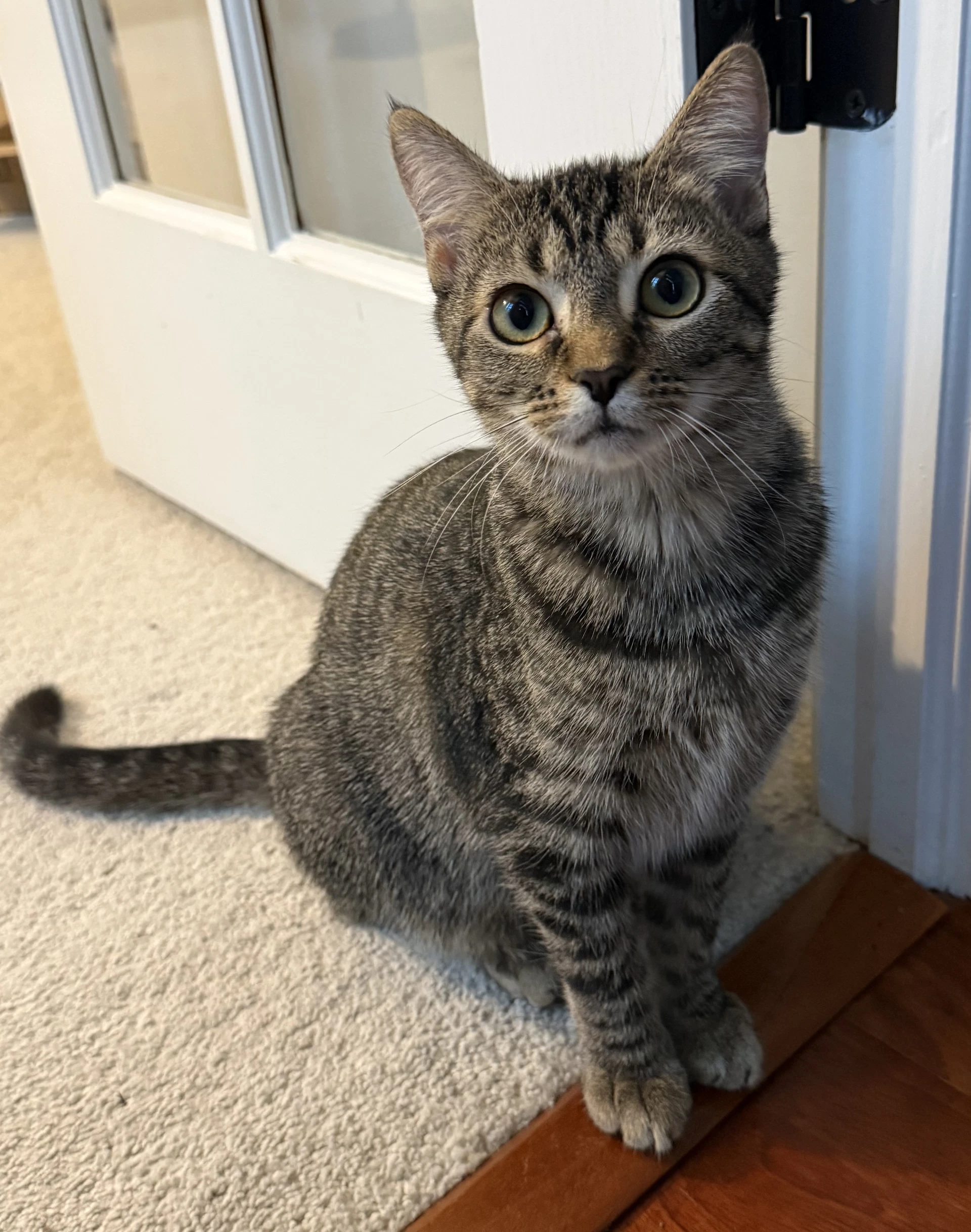 Nemo