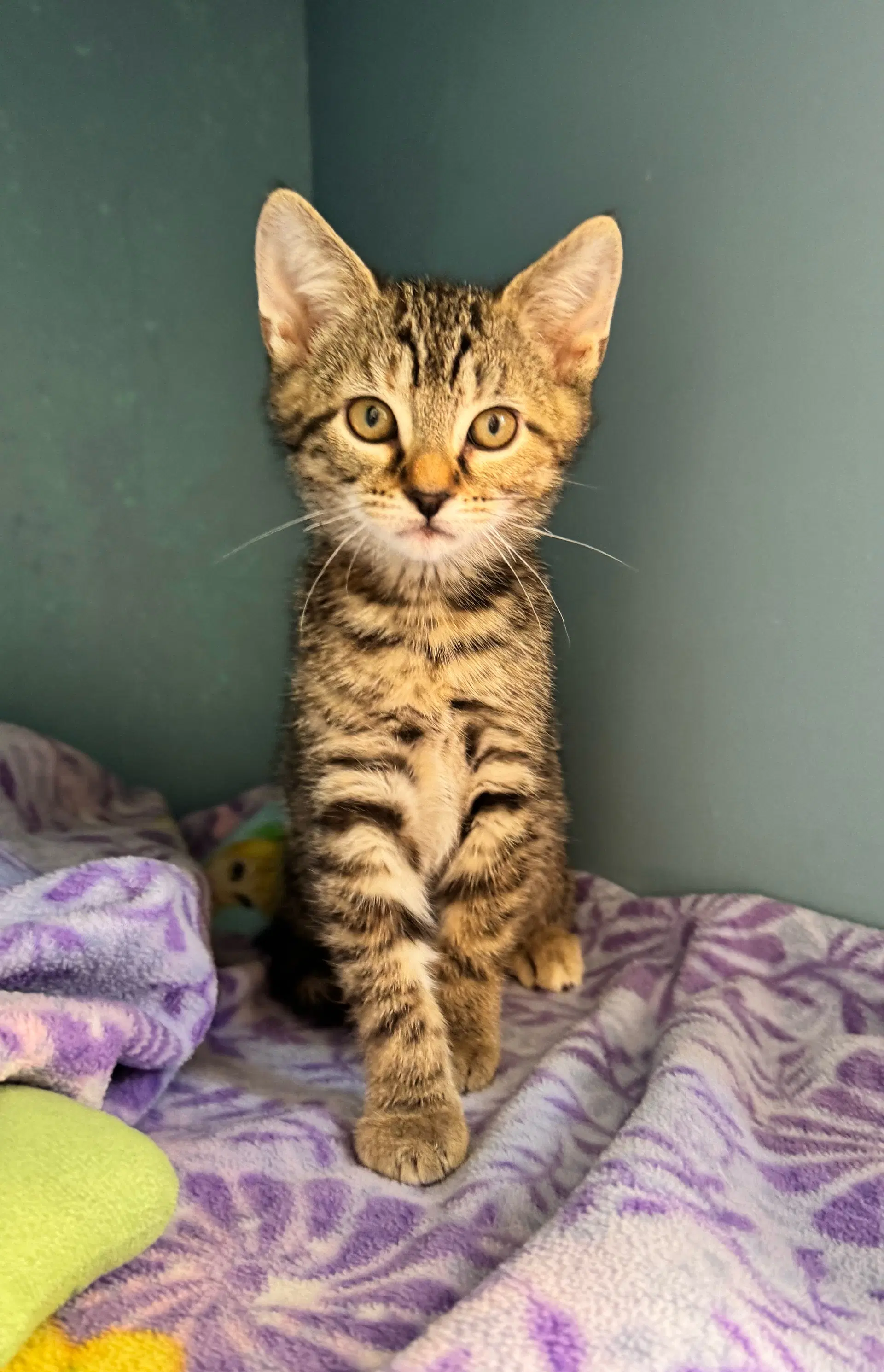 Ginger - Domestic Short Hair