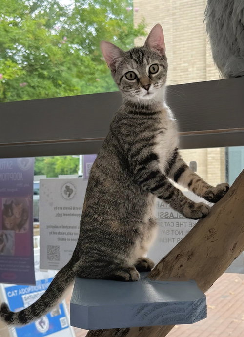 Ginger, a cat for adoption from The Feline Foundation of Greater Washington, Inc.