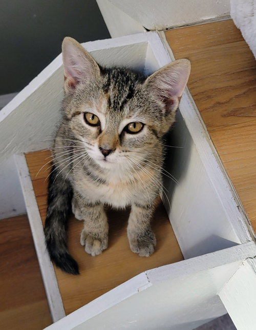 Zig, Baby Domestic Short Hair, cat for adoption in Annapolis, Maryland