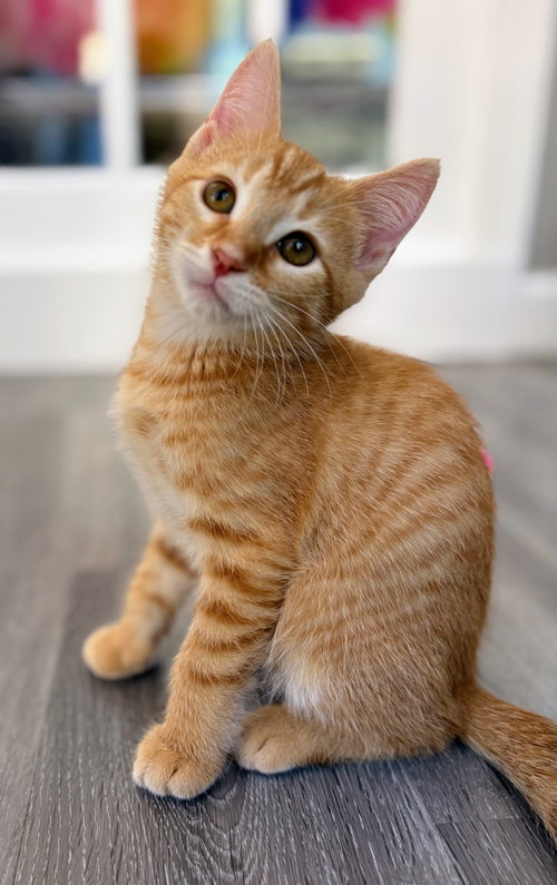Cheeto