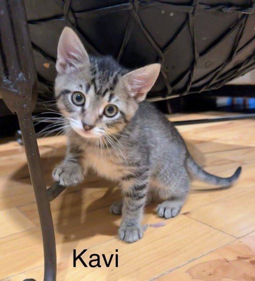 Kavi