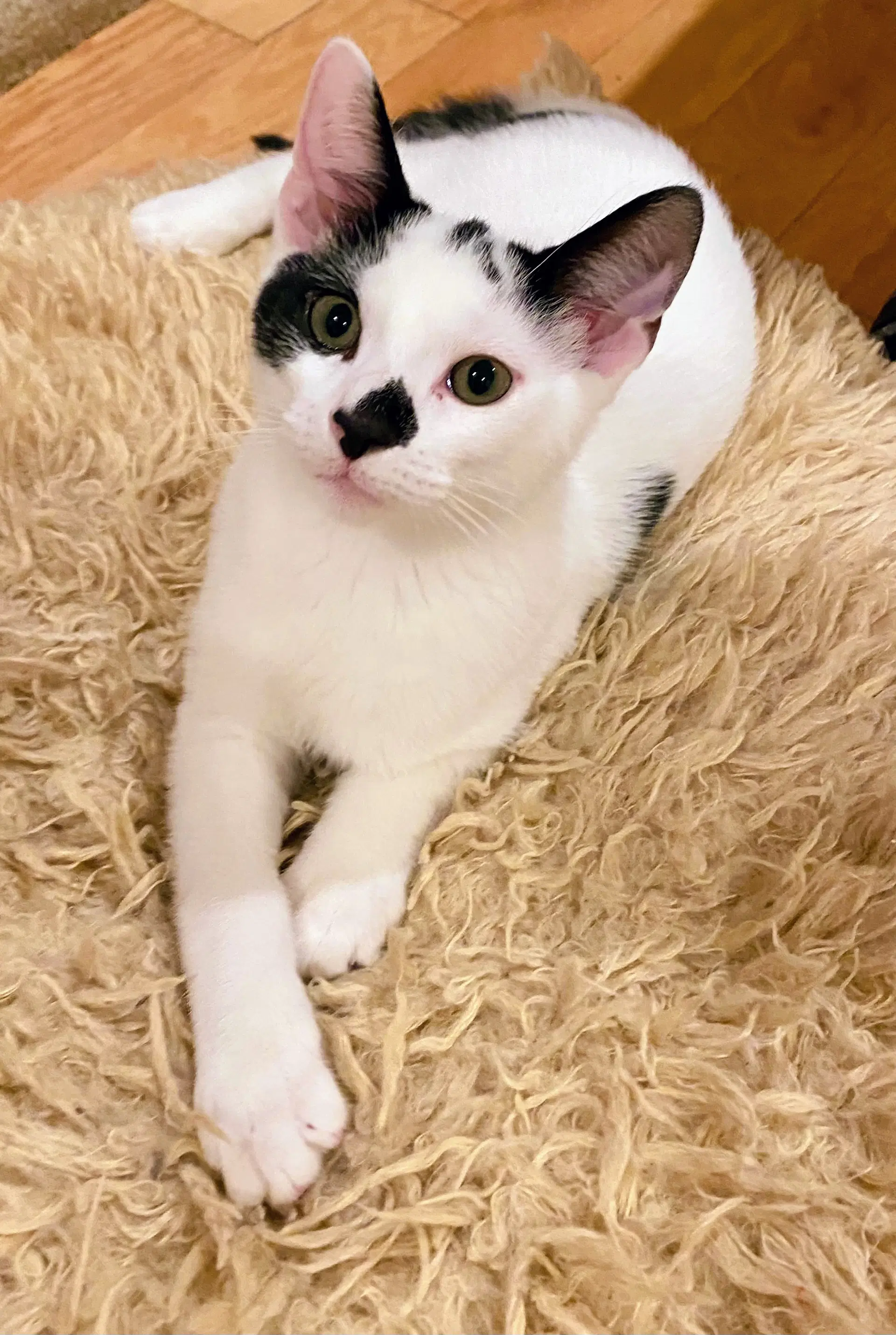 Seba - Domestic Short Hair