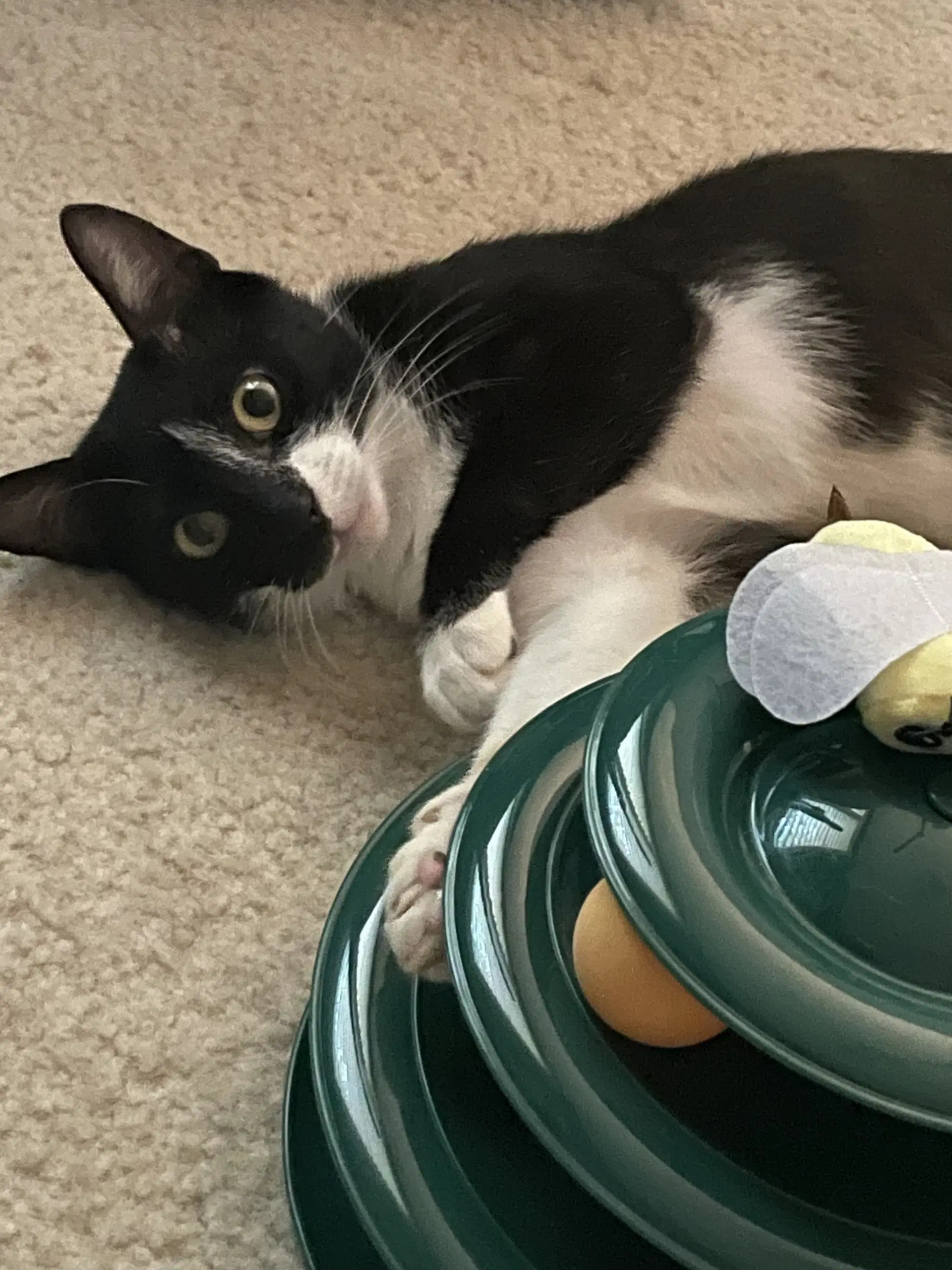 Onyx - Domestic Short Hair