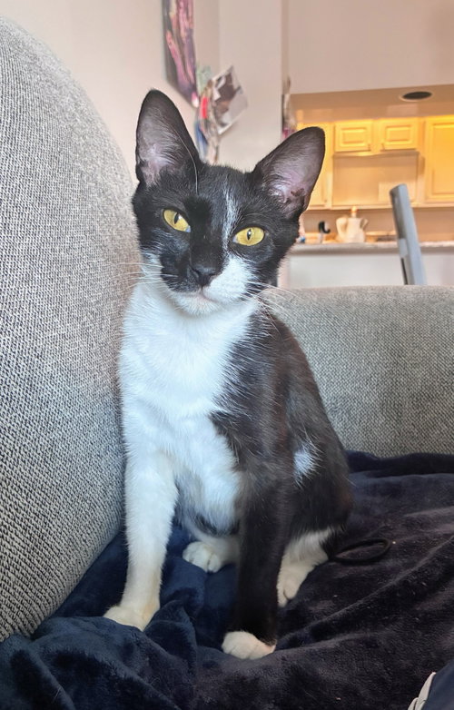 picture of the cat needing adoption