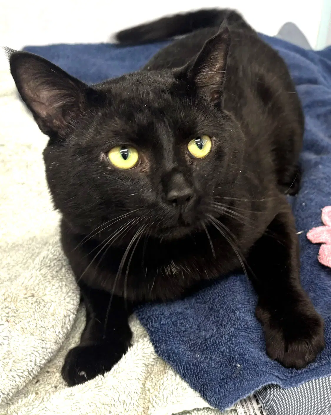 Charlie - Fiv - Domestic Short Hair