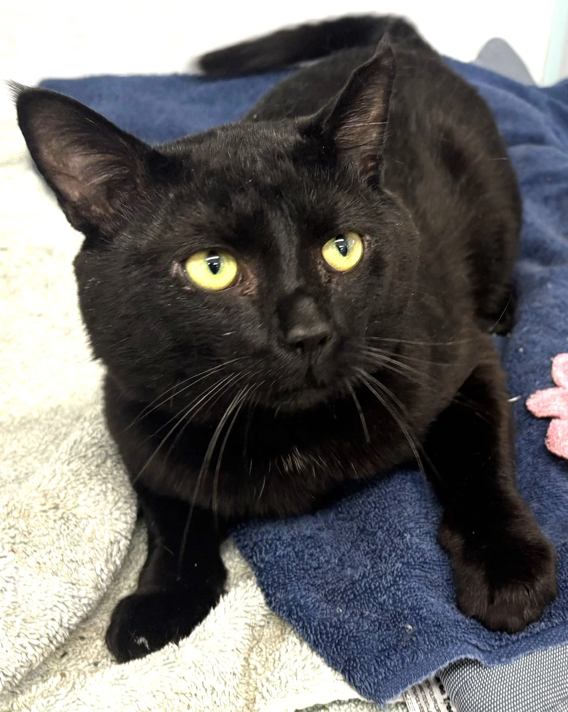 Charlie - Fiv