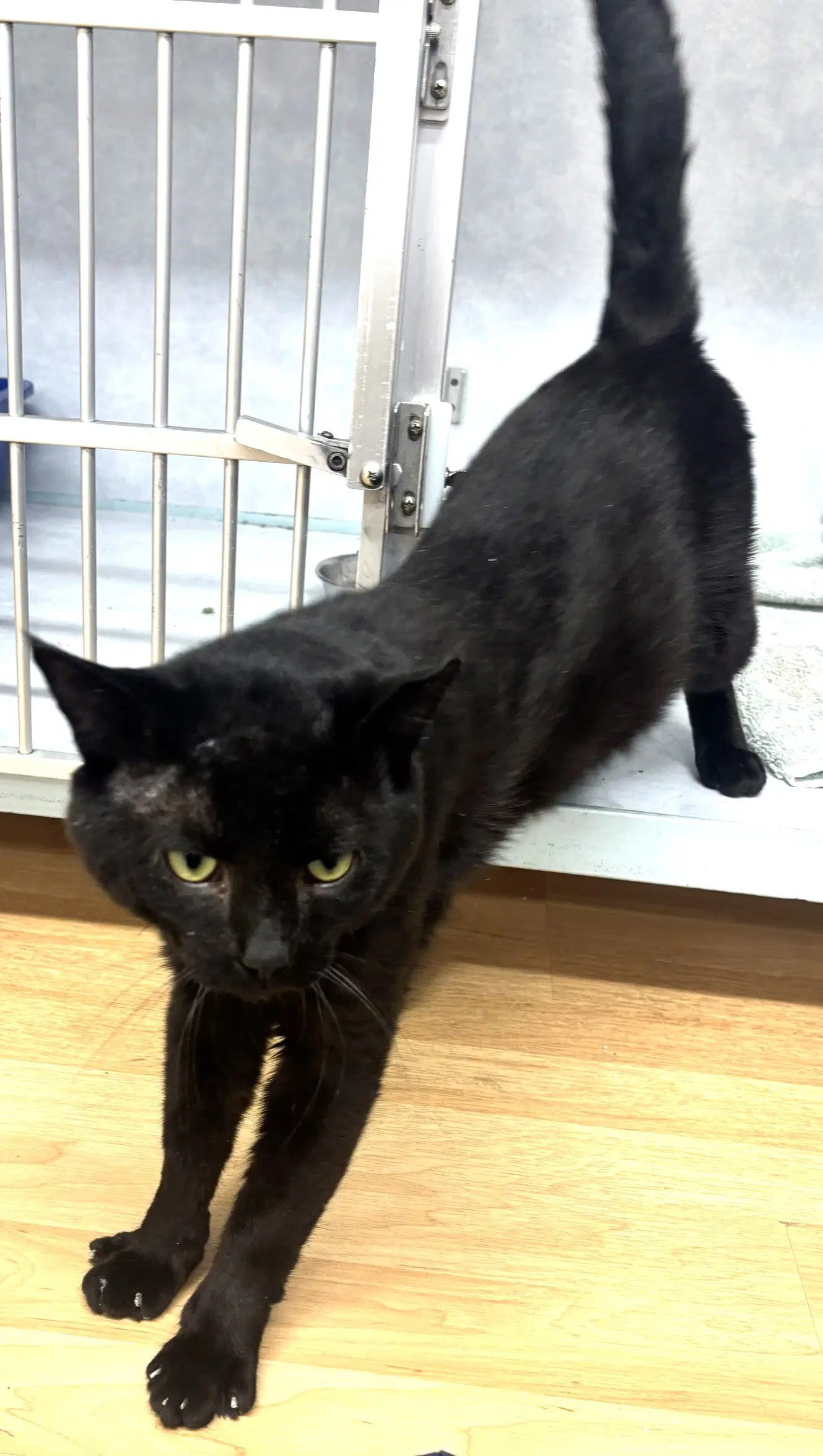 Charlie - Fiv image 2