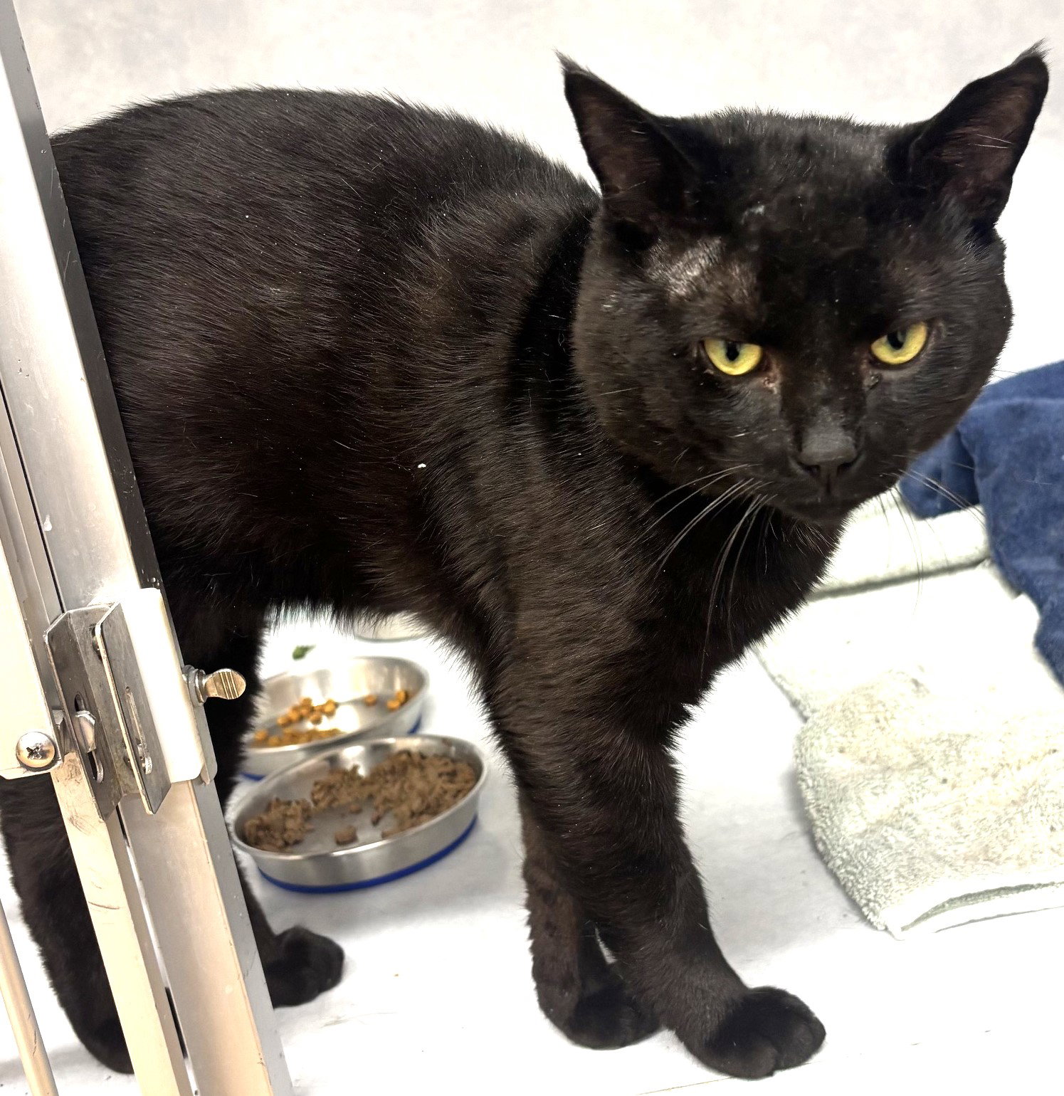Charlie - FIV+, photo 6