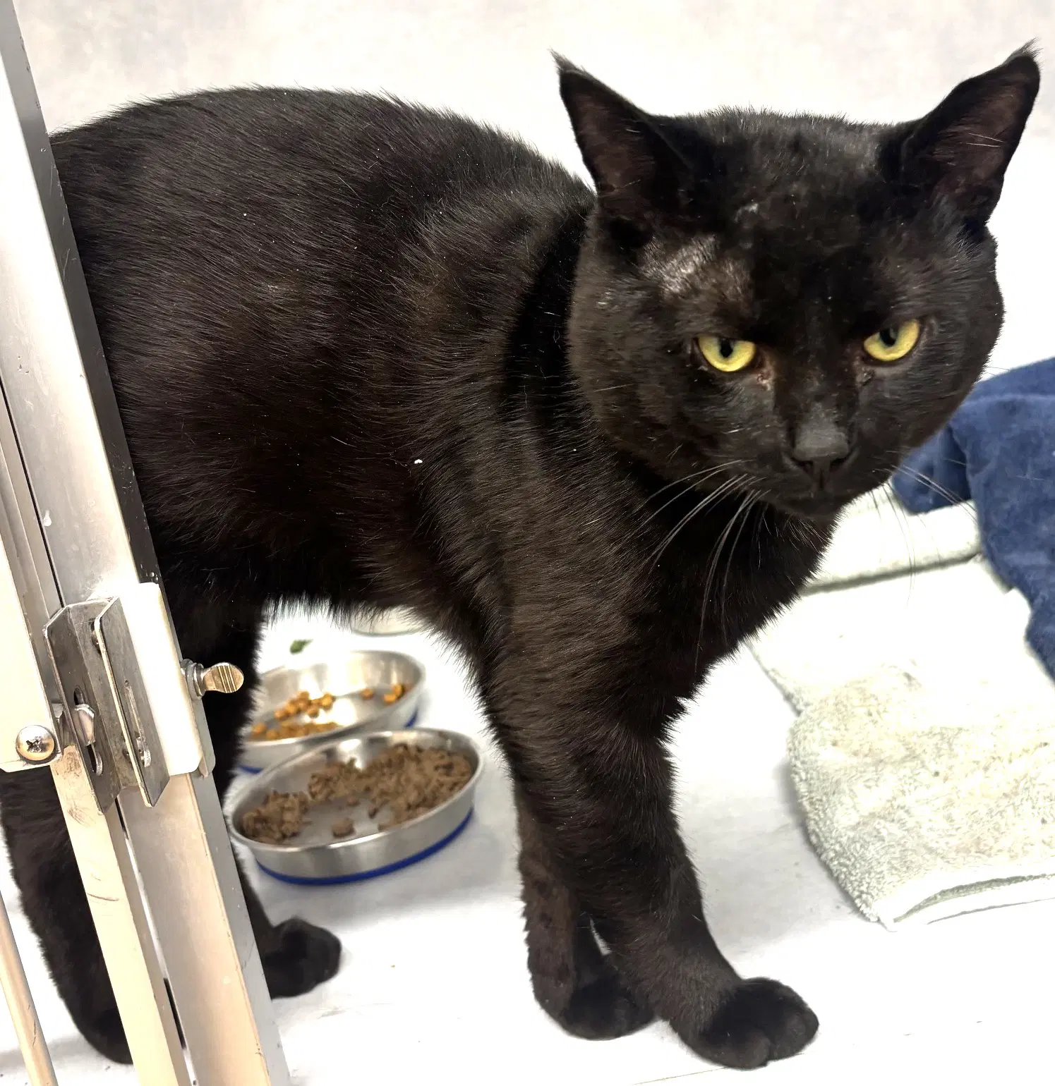 Charlie - Fiv image 3