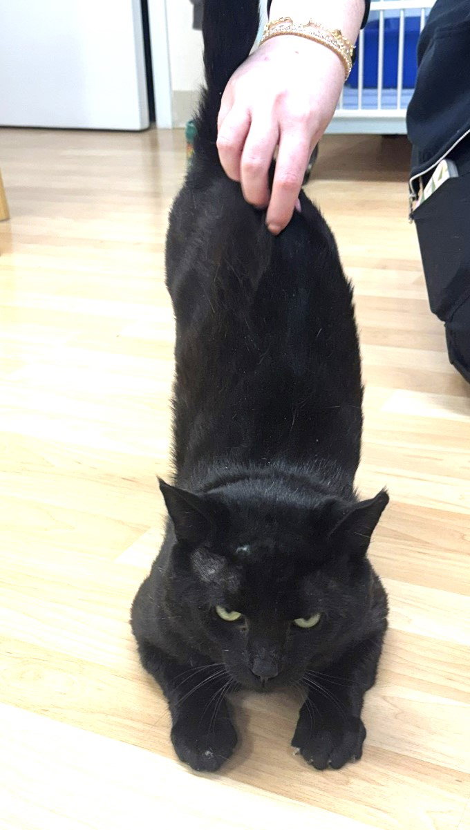 Charlie - FIV+, photo 7